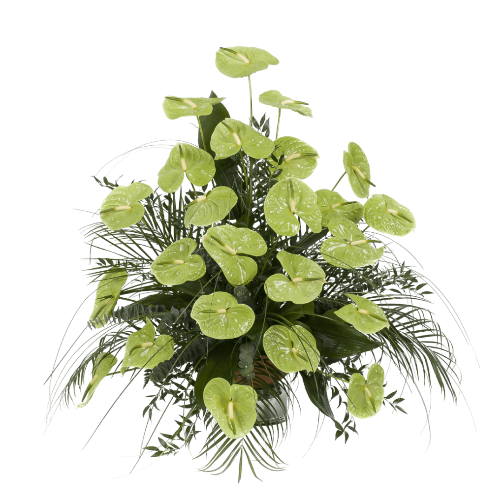 Variace zelené anthurie