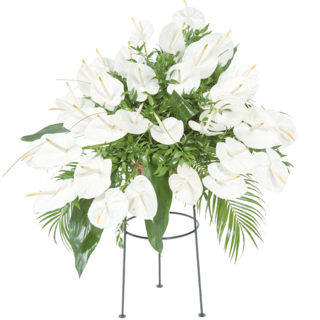 Variace bílé anthurie